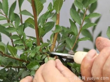 秋季果汁陽(yáng)臺月季花苗如何修剪