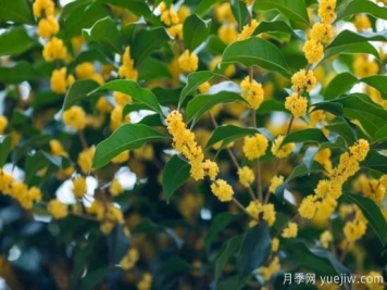 50句靜美詩(shī)詞，讀一卷詩(shī)書(shū)，賞一窗風(fēng)月
