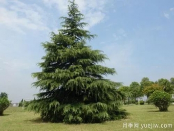 大樹(shù)裸根移植法，快來(lái)學(xué)學(xué)！