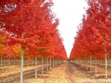 美國紅楓，可以讓園林景觀(guān)如此絕美