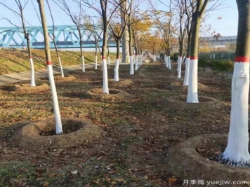 南水北調中線(xiàn)鄧州管理處開(kāi)展綠化帶冬季養護工作