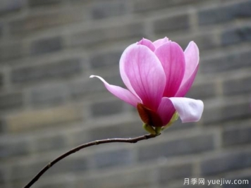 玉蘭花很常見(jiàn)，卻沒(méi)想到還有白色紫色和紅色