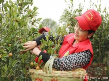 光山油茶果：從種得好到賣(mài)得好，怎么做到的