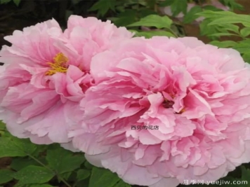 肉芙蓉牡丹，菏澤粉色品種特點(diǎn)介紹