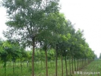 苗木長(cháng)勢弱怎么辦？