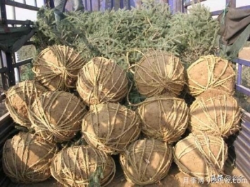苗木取苗土球該多大合適呢？園林綠化施工挖樹(shù)穴的講究