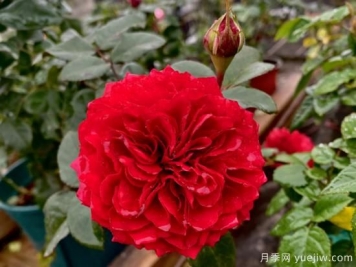 小型藤本月季，塑料花紅色達芬奇推薦