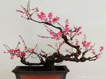 盆栽梅花怎樣施肥與澆水？梅花常見(jiàn)蟲(chóng)害的防治