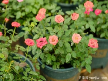 月季花苗什么時(shí)候移栽？月季花苗移栽注意事項