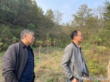 南陽(yáng)南召：“娘娘玉蘭”苗木開(kāi)出致富花