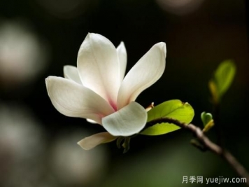 廣玉蘭的養護過(guò)程都需要注意哪些問(wèn)題？