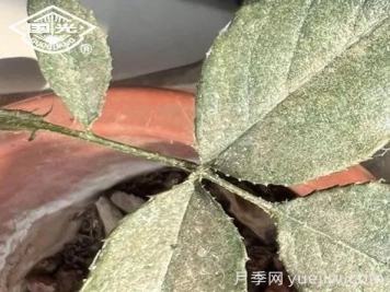 常見(jiàn)月季蟲(chóng)害防治技術(shù)大全，趕快收藏