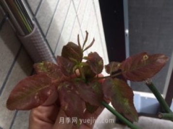 月季薊馬是什么，對人體有害嗎
