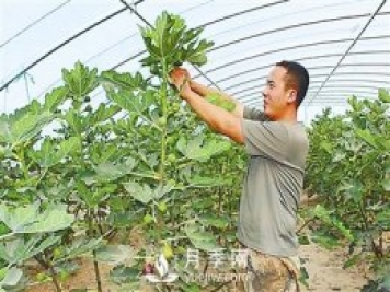 石嘴山惠農：無(wú)花果的“甜蜜事業(yè)”