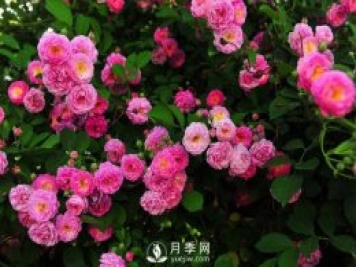 選好這些藤本月季品種 許你一個(gè)浪漫月季花墻