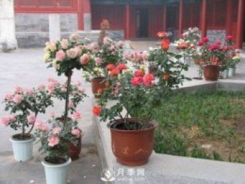 養護月季加點(diǎn)魚(yú)肥，讓月季猛爆花苞不停！