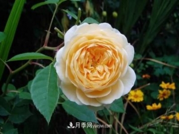 月季花這樣養，記住這些訣竅，開(kāi)花紅艷艷