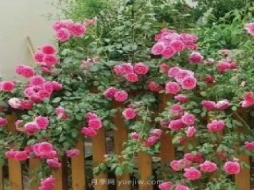 推薦花友必養的5大藤本月季和5大灌木月季品種，花美好養