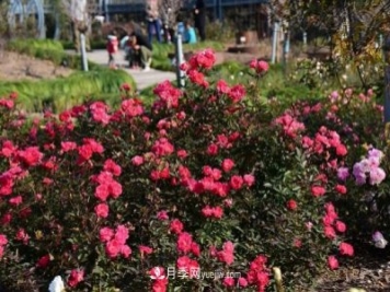 上海植物園內部分月季釋放冬季魅力，觀(guān)賞區還在不斷優(yōu)化中