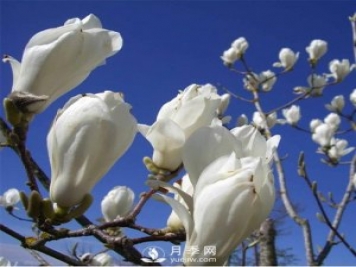 南陽(yáng)白玉蘭的養護注意事項介紹