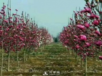 紅玉蘭樹(shù)的經(jīng)濟價(jià)值表現在哪些地方，你了解過(guò)嗎？