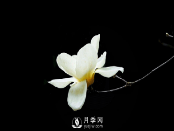 白玉蘭扦插繁殖方法總結分享