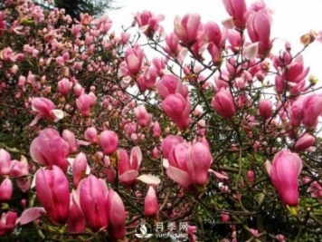 紅玉蘭樹(shù)苗葉子干枯掉落應該如何處理？