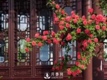 你知道南陽(yáng)為啥被稱(chēng)為世界月季名城嗎？