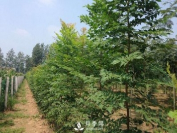 大葉女貞又叫做高桿女貞，苗木基地是如何養護的？