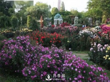 南陽(yáng)月季在花園景觀(guān)中的應用