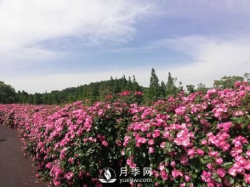 國內“安吉拉”月季花墻 有多長(cháng)？
