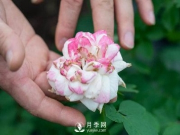 月季花后修剪怎么做？這樣做才能開(kāi)爆