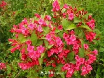 市場(chǎng)前景大好的6種忍冬科植物，你家苗圃有嗎？