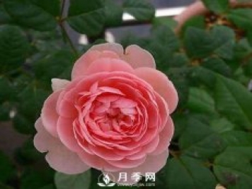 月季怎樣進(jìn)行修剪與管理、養護