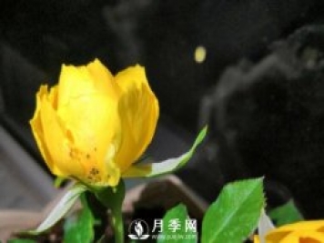 月季花期能不能施肥？用什么肥月季長(cháng)的好看開(kāi)花又多？