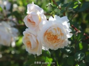藤本月季憑一己之力撐起了整個(gè)花園的顏值，簡(jiǎn)直太美了