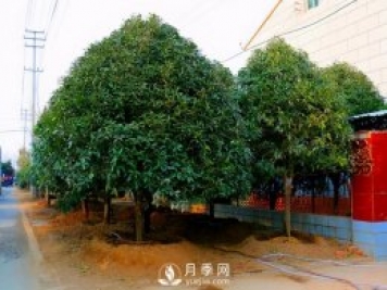 春季桂花移栽修剪有訣竅，苗場(chǎng)老農親傳經(jīng)驗