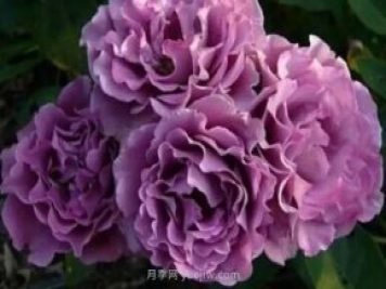 紫色系藤本月季都有哪些？