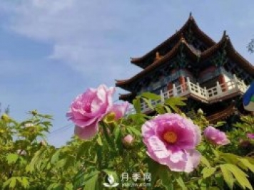 能否把牡丹確定為國花？全國人大代表連續4年提建議