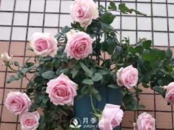 養月季，注意施肥姿勢不對，月季不開(kāi)花，力氣還白費！