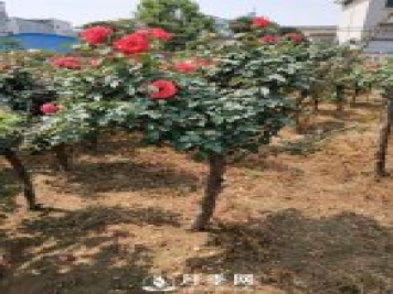 樹(shù)樁月季怎么選老樁  看這里超級簡(jiǎn)單！