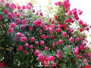 藤本月季春花后修剪養護