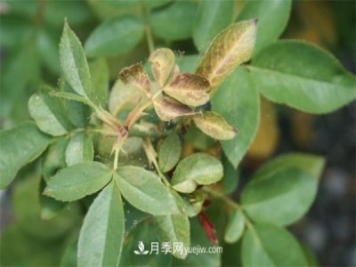 不用藥就能搞定月季紅蜘蛛，簡(jiǎn)單方法治葉螨
