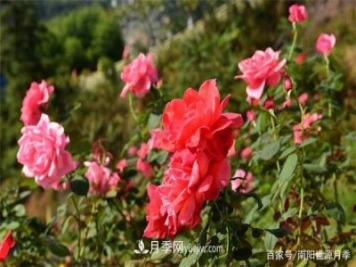 花瓣少的低維護月季到底有哪些優(yōu)點(diǎn)？