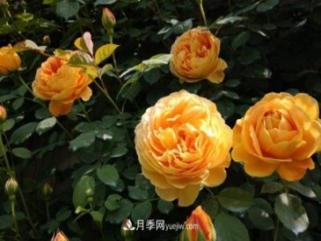 月季施肥用什么肥料好？別亂用不然只長(cháng)葉不開(kāi)花