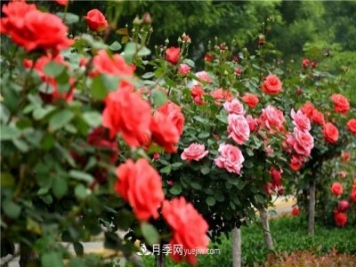 2021年月季人的狀態(tài)：面對復雜，保持歡喜