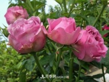 紫霧泡泡月季推薦，花色更是吸引人