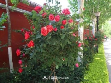 小庭院月季花草養護技巧