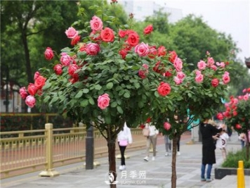月季月月開(kāi)花十字訣