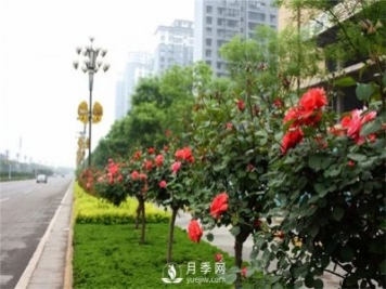 樹(shù)狀月季在東北地區能否自然越冬？樹(shù)狀月季如何過(guò)冬？